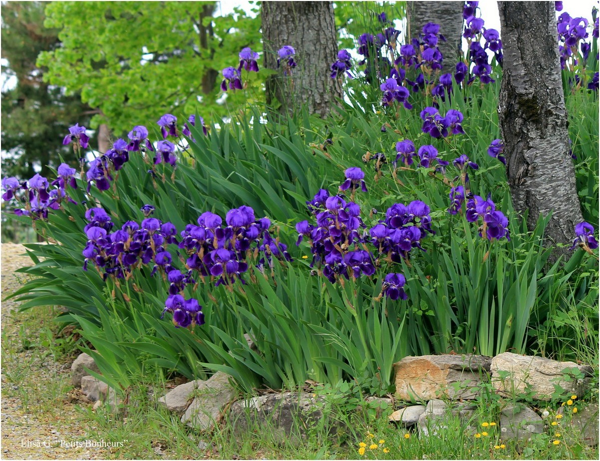 Senteurs de Haute Provence