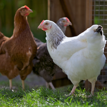 Les besoins des poules lors des fortes chaleurs