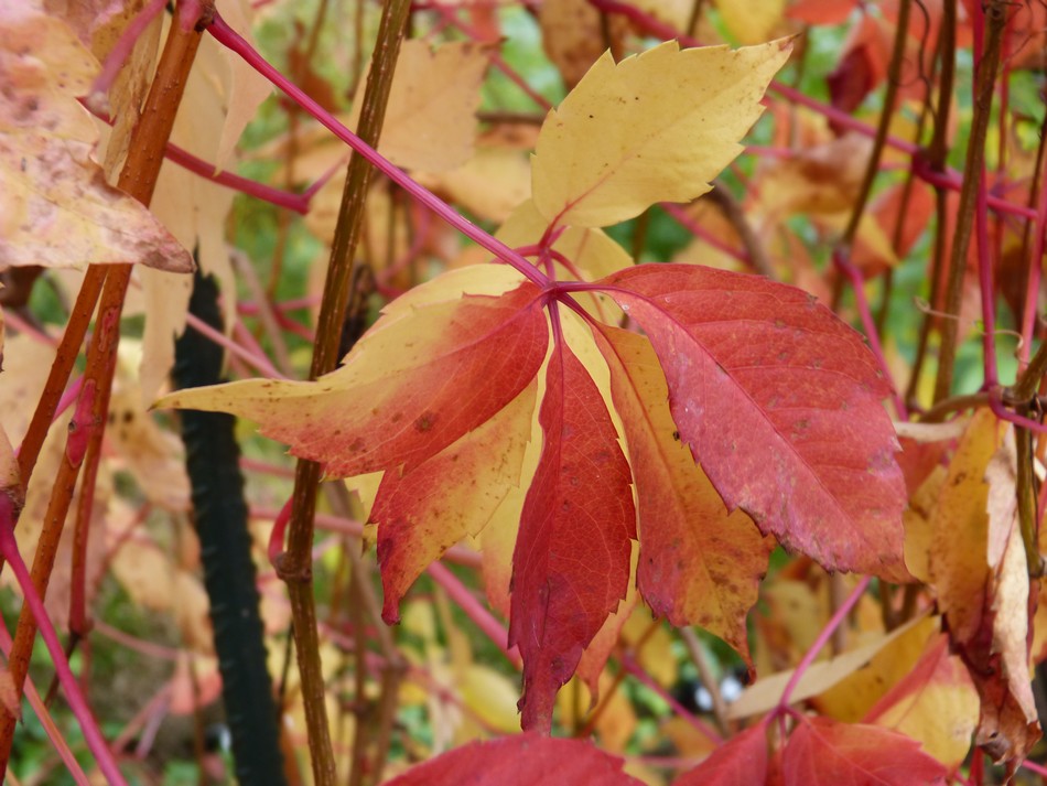 Trésors d'automne chez Anniclick