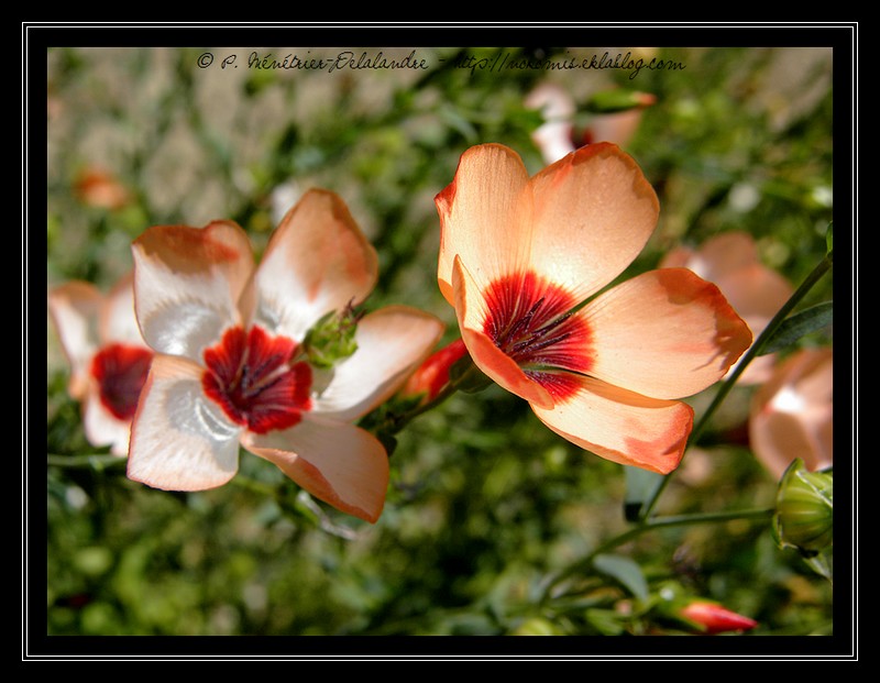 En fleur ou sèche...