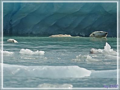 L'ourse et son gros ourson de Croker Bay - Devon Island - Nunavut - Canada