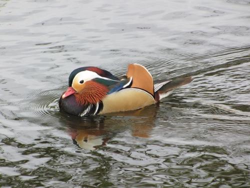 ... je ne parle pas le mandarin...