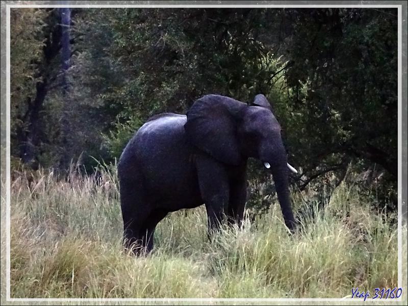 Il fait très sombre, on attend l'arrivée d'hypothétiques éléphants. Mais bientôt, ils émergent du noir de la forêt ! - Fleuve Zambèze - Zimbabwe