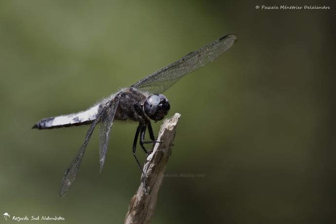 Libellule fauve ♂ - Libellula fulva