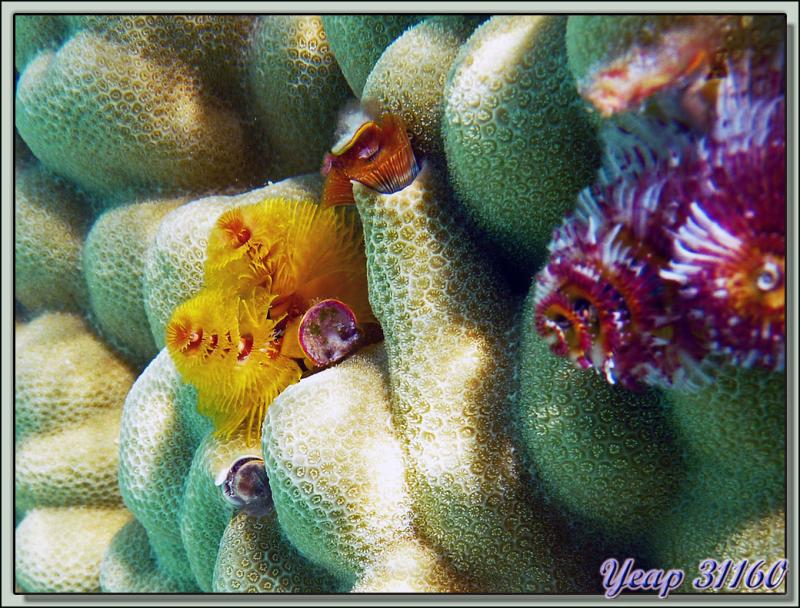Spirobranches - Lagon Bleu - Atoll de Rangiroa - Archipel des Tuamotu - Polynésie française