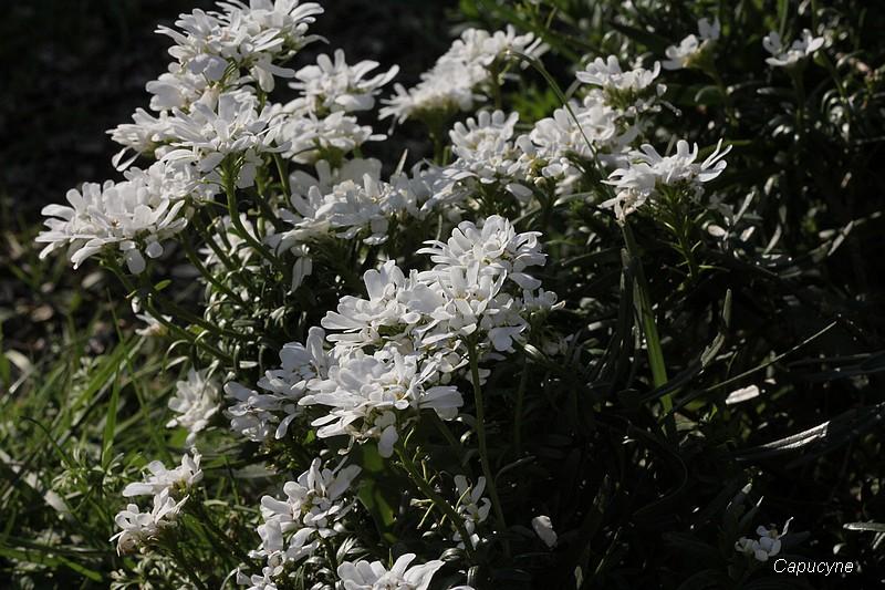Fleurs de saison...suite