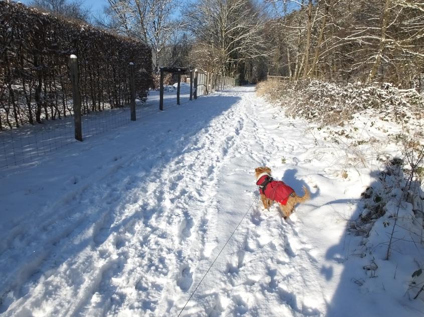 Les animaux et la neige