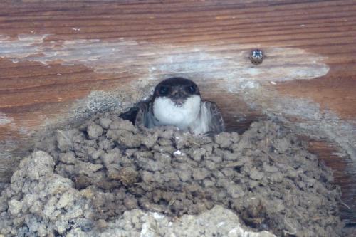 Rencontre sous le toit :