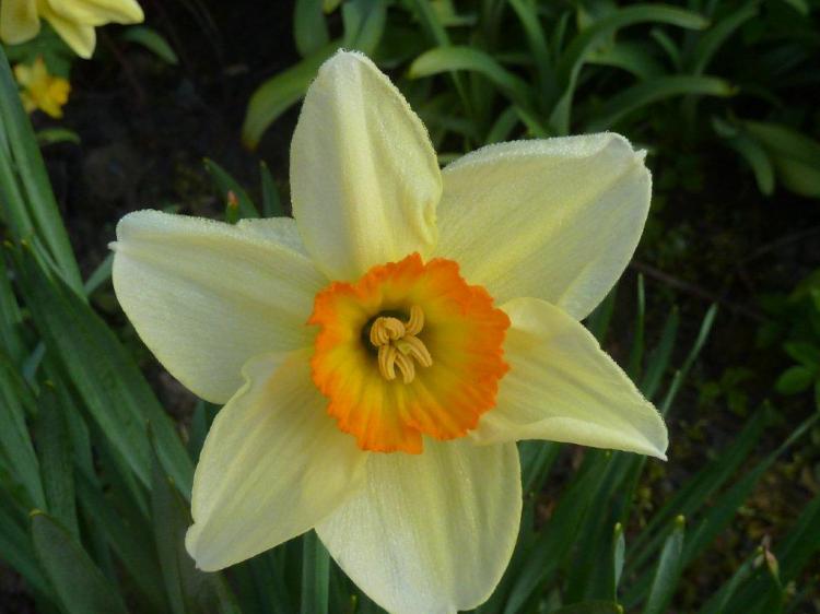 jonquilles