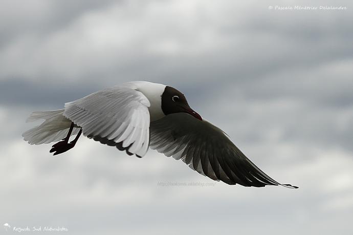 Mouette rieuse