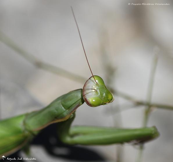 Mantis religiosa - Mante religieuse - forme verte