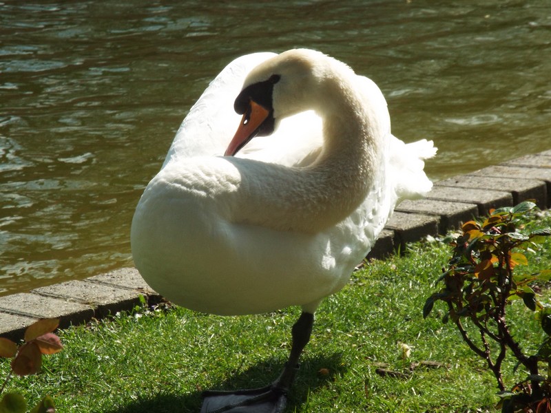 cygnes