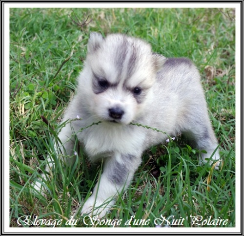Chiot Husky Femelle 1 (22j)