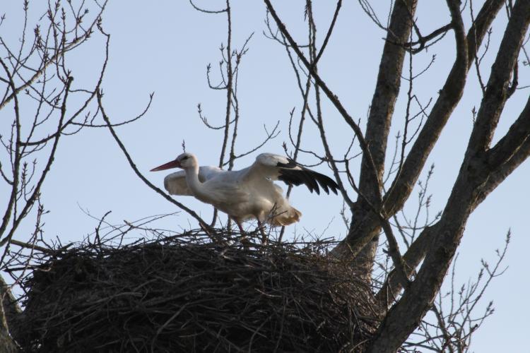 LES CIGOGNES DU MARAIS - HIERS-BROUAGE   CHARENTE-MARITIME