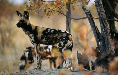 Vitesse Des Animaux.
