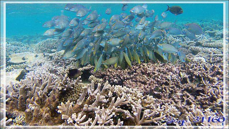 Banc de Poissons lapins argentés ou picots gris ou sigans vermiculés (Siganus argenteus) avec Chirurgiens clowns - Athuruga - Atoll d'Ari - Maldives