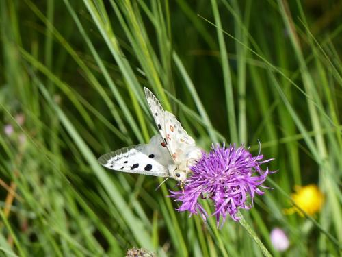 Sucettes de Borne (Haut Diois)