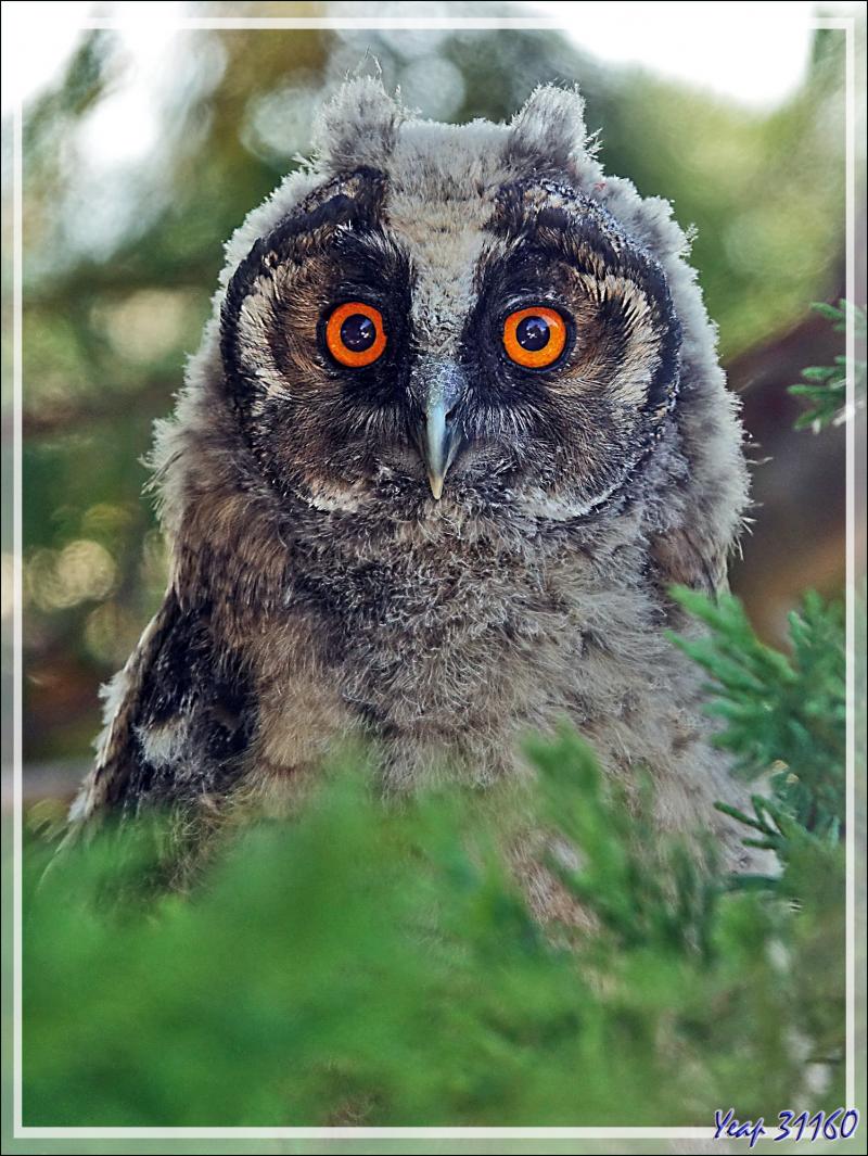 Jeune Hibou moyen-duc, Long-eared Owl (Asio otus) - Ars-en-Ré- Ile de Ré - 17
