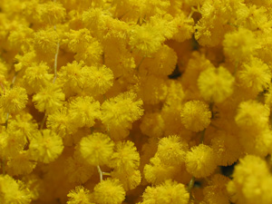 Sentiments de fleurs