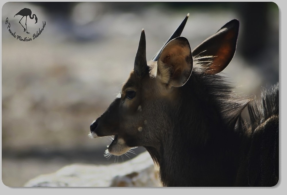 Nyala mâle...