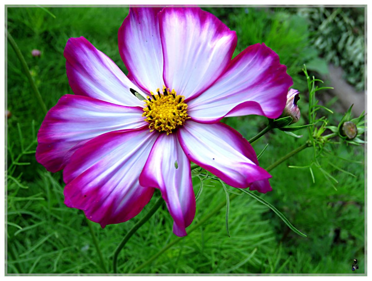 MES FLEURS-MON JARDIN 2020