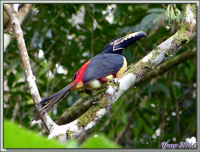 Blog de images-du-pays-des-ours : Images du Pays des Ours (et d'ailleurs ...), Araçari de Frantzius (Pteroglossus frantzii) - Puerto Viejo de Sarapiqui - Costa Rica