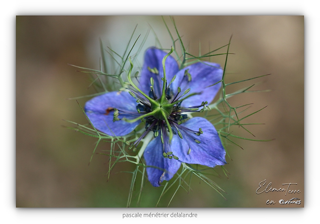 Nigelle de Damas bleue