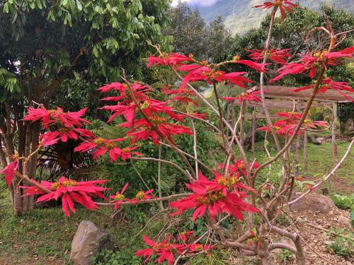 Fleurs cultivées : Poinsettia