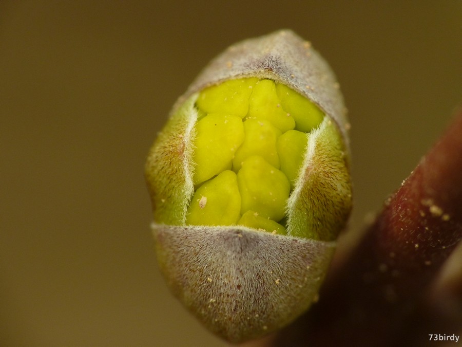 Eclosion