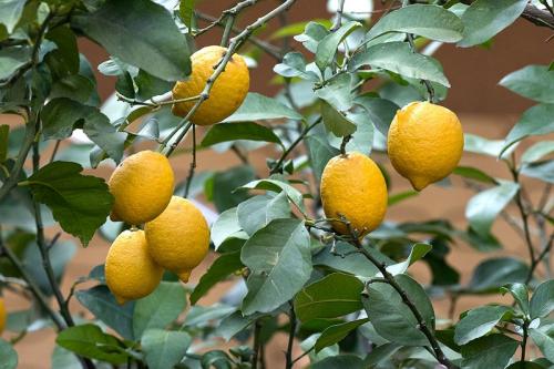 Arbre fruitier  ; Citronnier