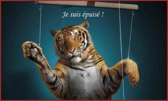 NOS CiRQUES