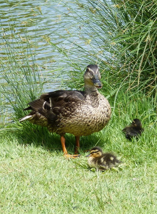 Des cygnes, des cannes et des cannetons