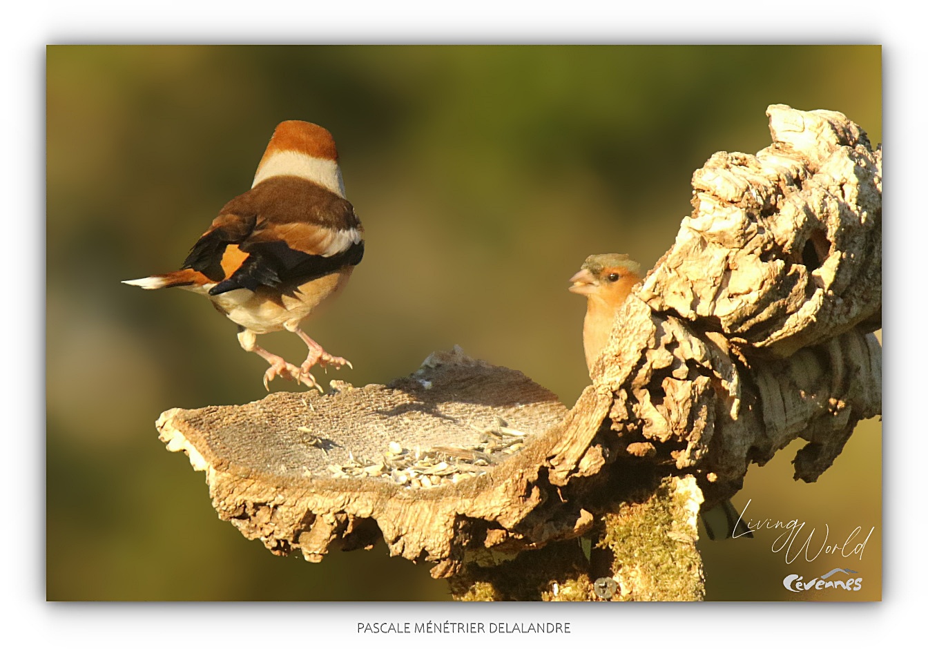 Un Pinson des arbres s'invite à la mangeoire