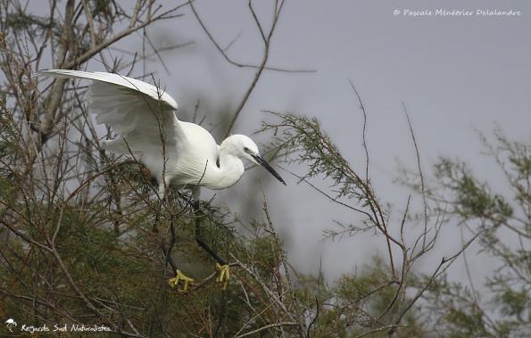 Aigrette garzette - Même pour un oiseau, l'équilibre n'est pas toujours une mince affaire !
