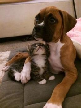 Le coucou du vendredi,haïku, senryû, notre rapport aux animaux...