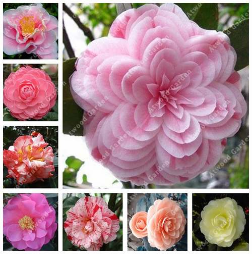 Fleurs cultivées : Camélia