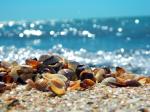 Recup coduillage de mer