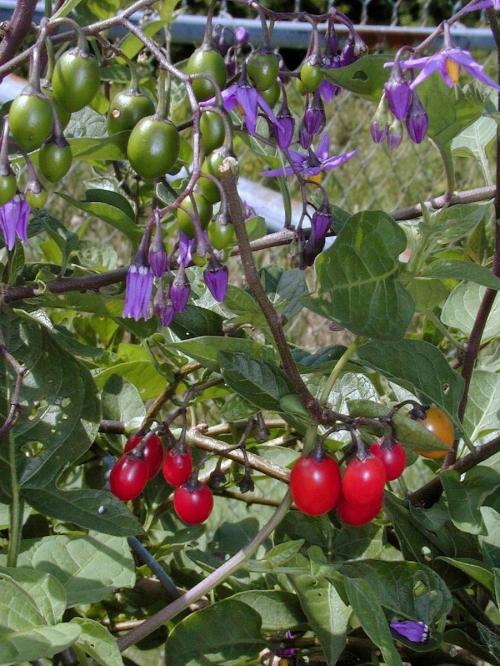 Fleurs sauvages et cultivées : Douce-amère