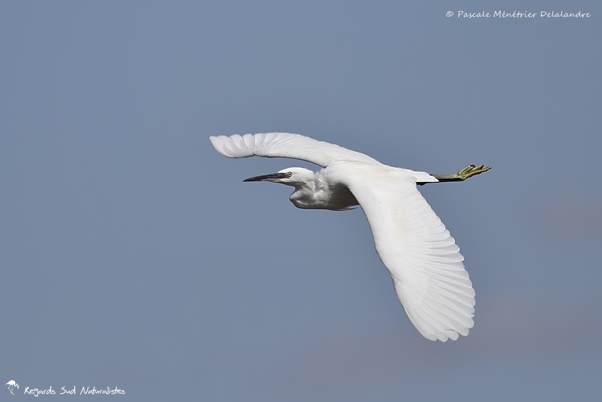 Aigrette garzette