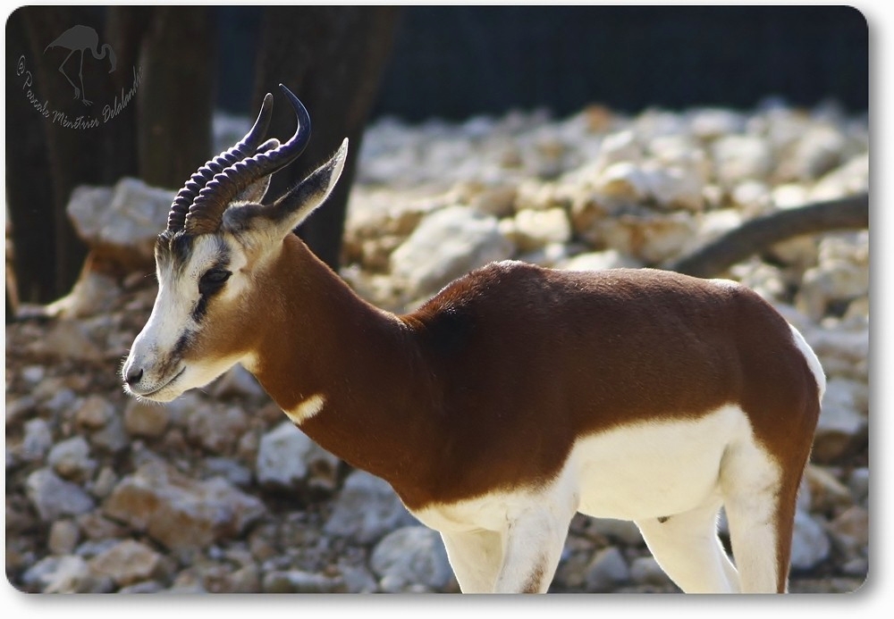 Gazelles de Mhorr au parc Darwin de Montpellier...