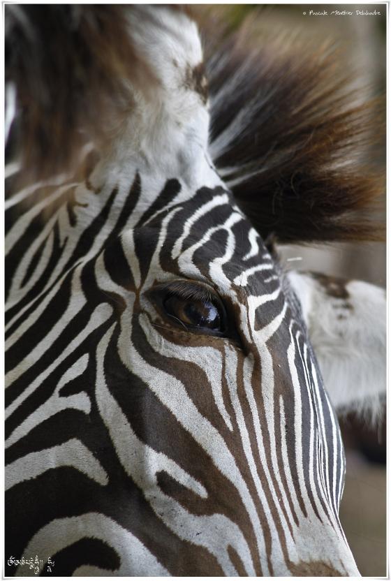 Zèbres de Grevy... en kit