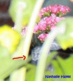 La Page de Nathalie Hayes