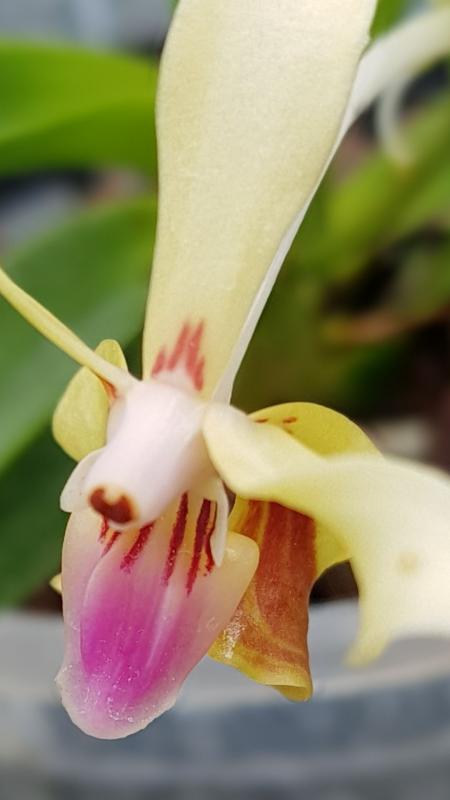 Les ORCHIDEES D' ANNE.L