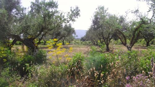 De ZANTE à KATAKOLON