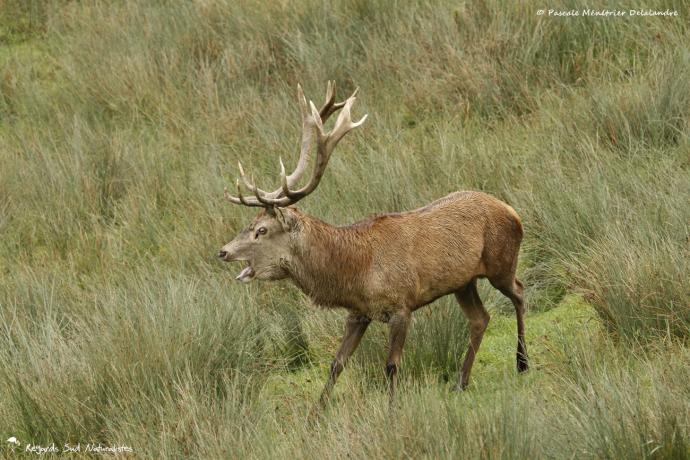 Cerf élaphe