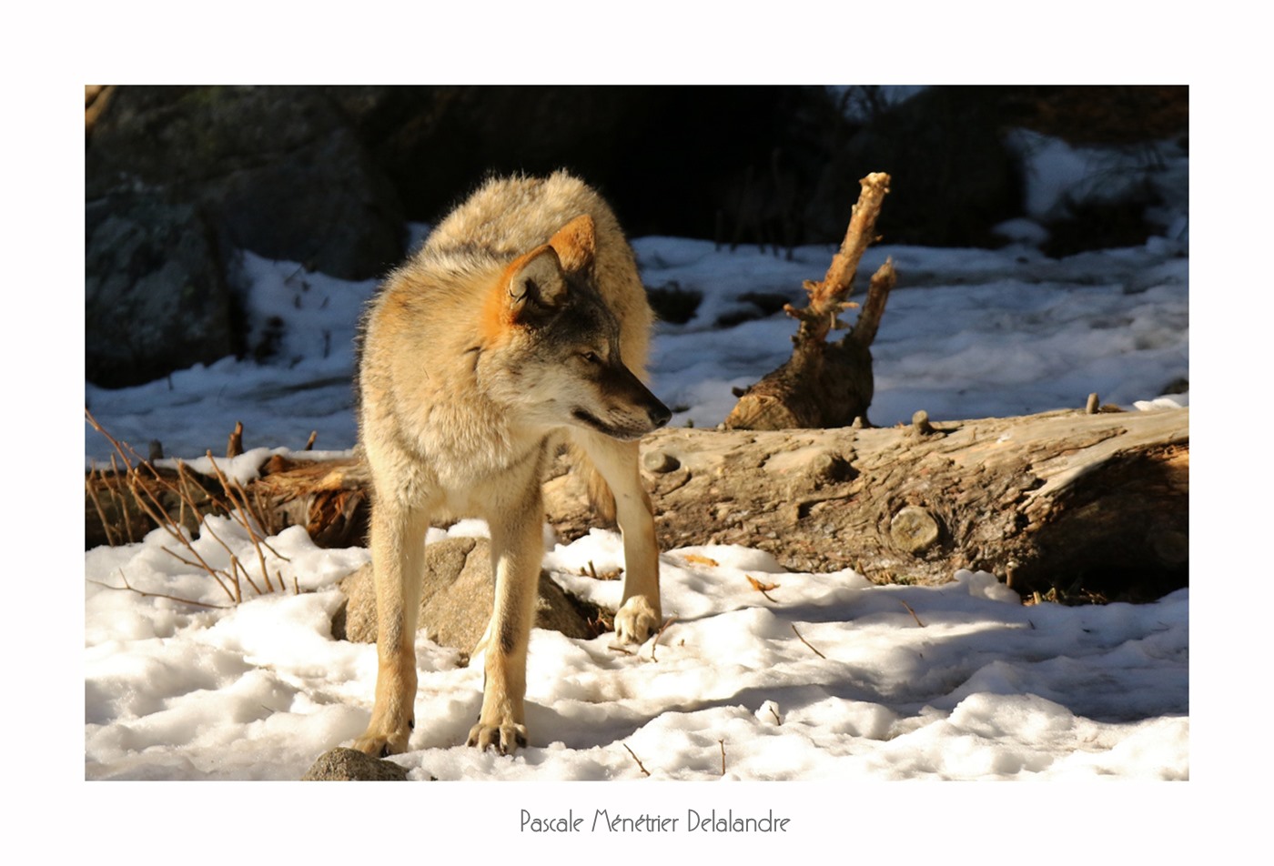 Loup gris (Les Angles)