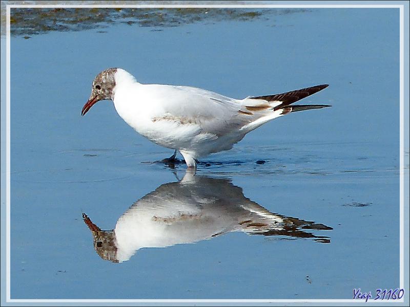 Mouette rieuse, Black-headed Gull (Chroicocephalus ridibundus) - Ars-en-Ré - Île de Ré - 17