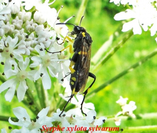 insectes