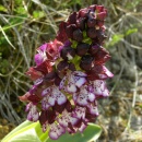 Index illustré orchidées