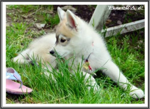 Lucky (2,5 mois)